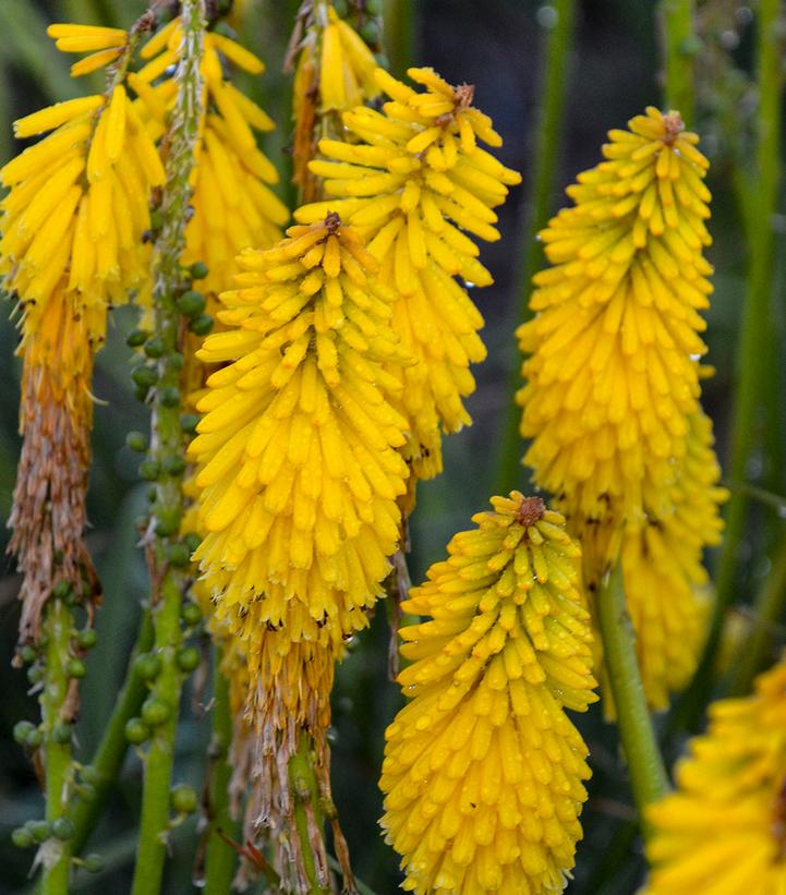 Kniphofia Pyromania™ Pyromania™ 'Solar Flare'