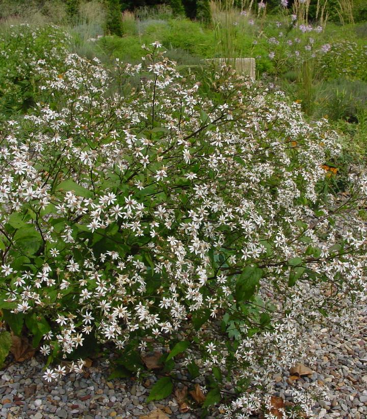 Aster divaricata 'Eastern Star'