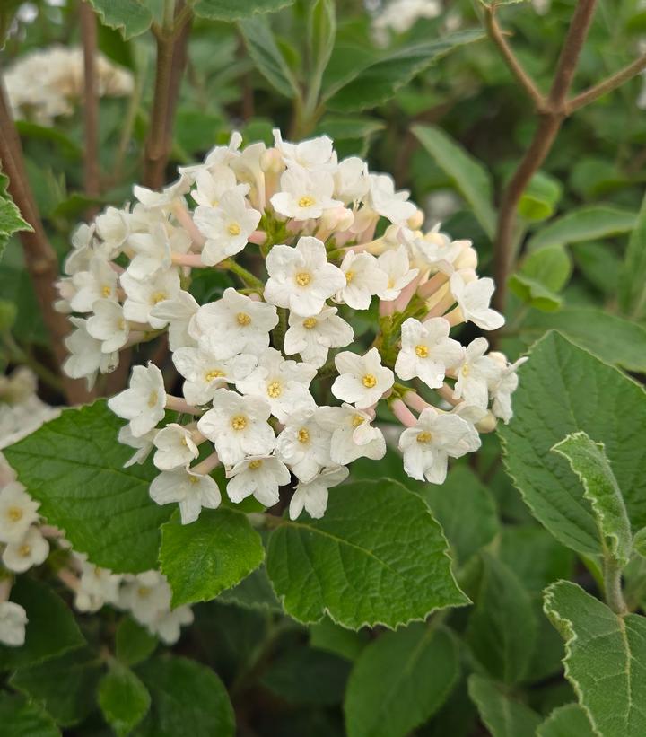Viburnum carlesii Sugar n' Spice™