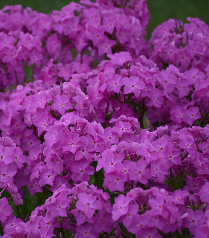 Phlox hybrid 'Opening Act Ultrapink'