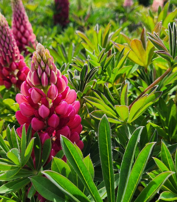 Lupinus polyphyllus 'Lupini Red Shades'