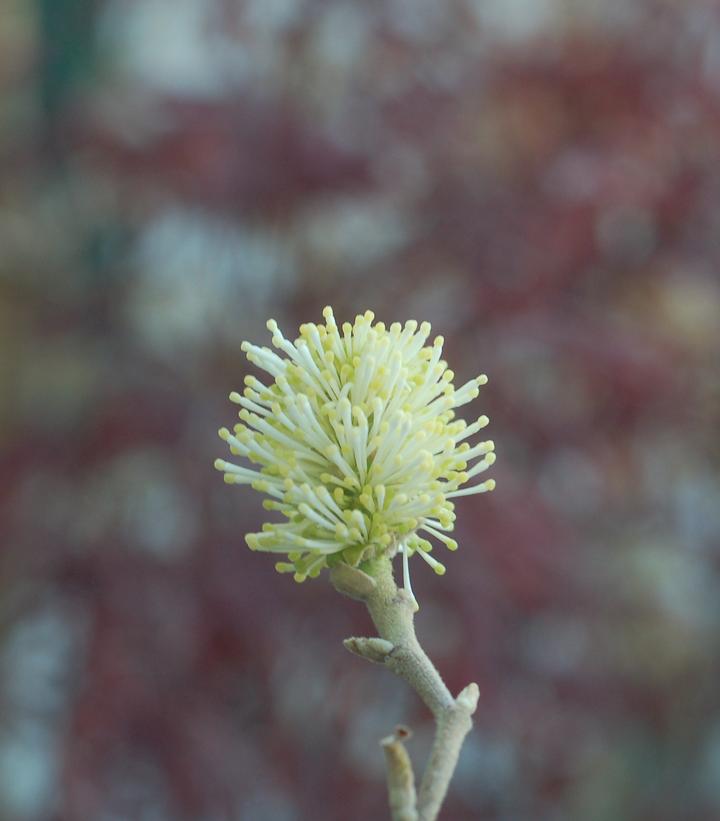 Fothergilla major