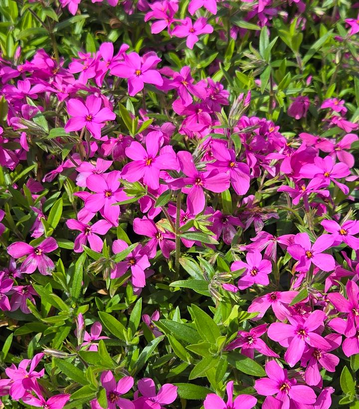 Phlox 'Magenta Sprite'
