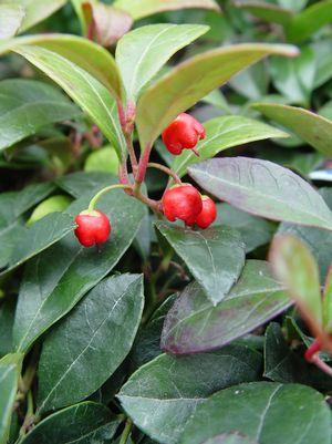 Gaultheria procumbens