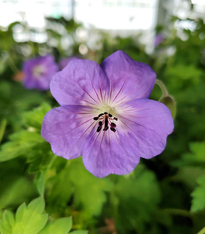 Geranium Rozanne