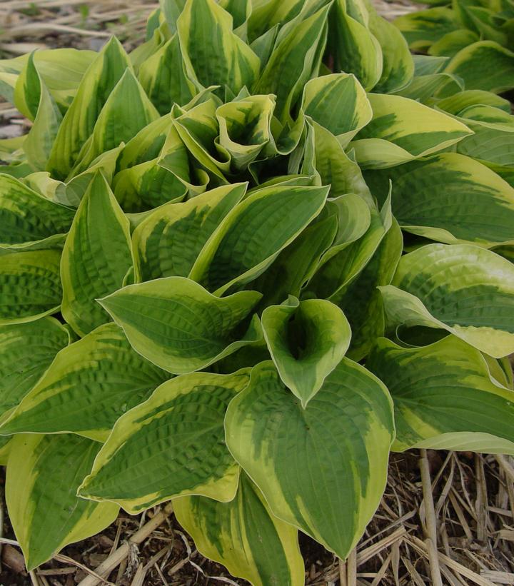 Hosta 'Fortunei Aureomarginata'