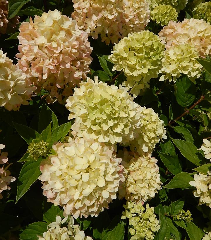 Hydrangea pan. Little Lime®