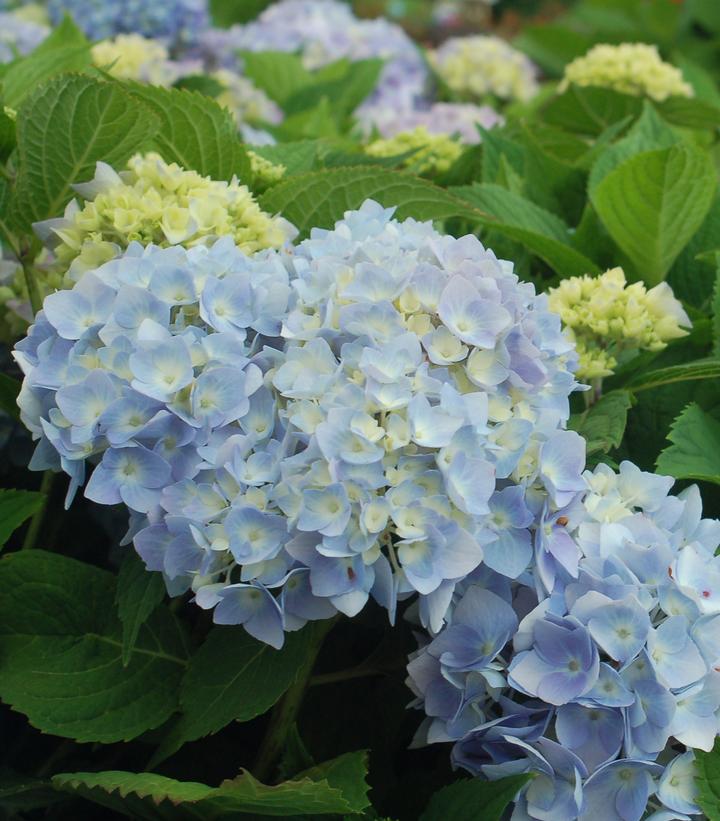 Hydrangea mac. Endless Summer® Collection Endless Summer® The Original