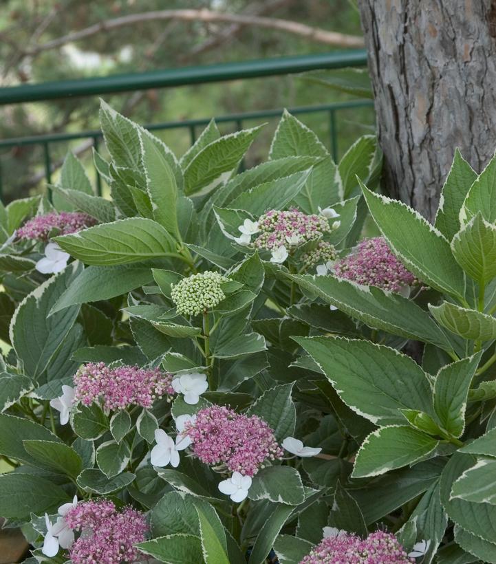 Hydrangea macrophylla Light O Day