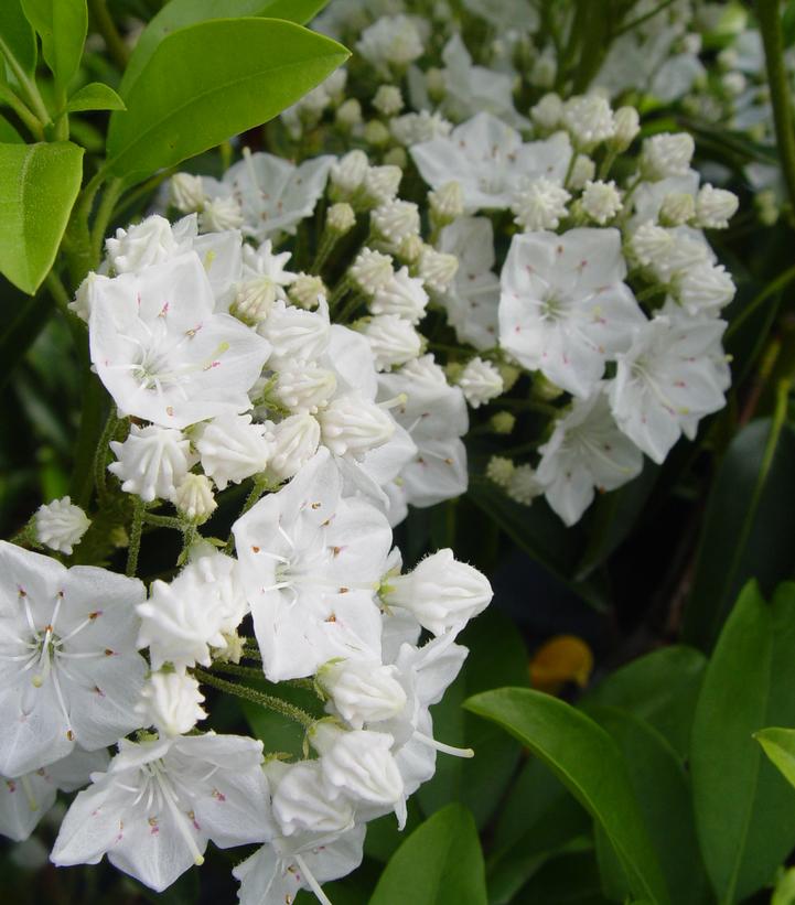 Kalmia latifolia 'Snowdrift'