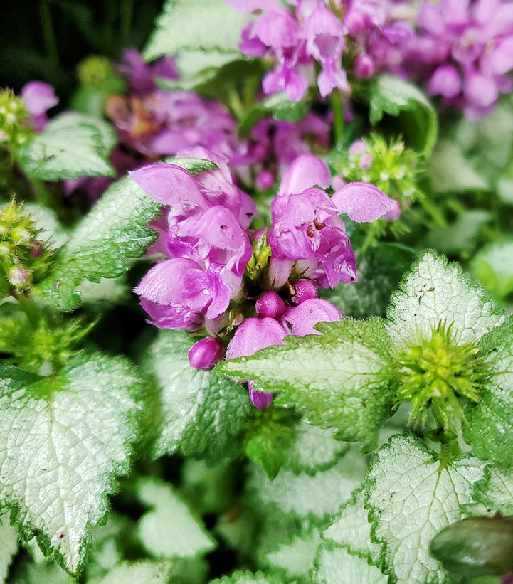 Lamium Orchid Frost