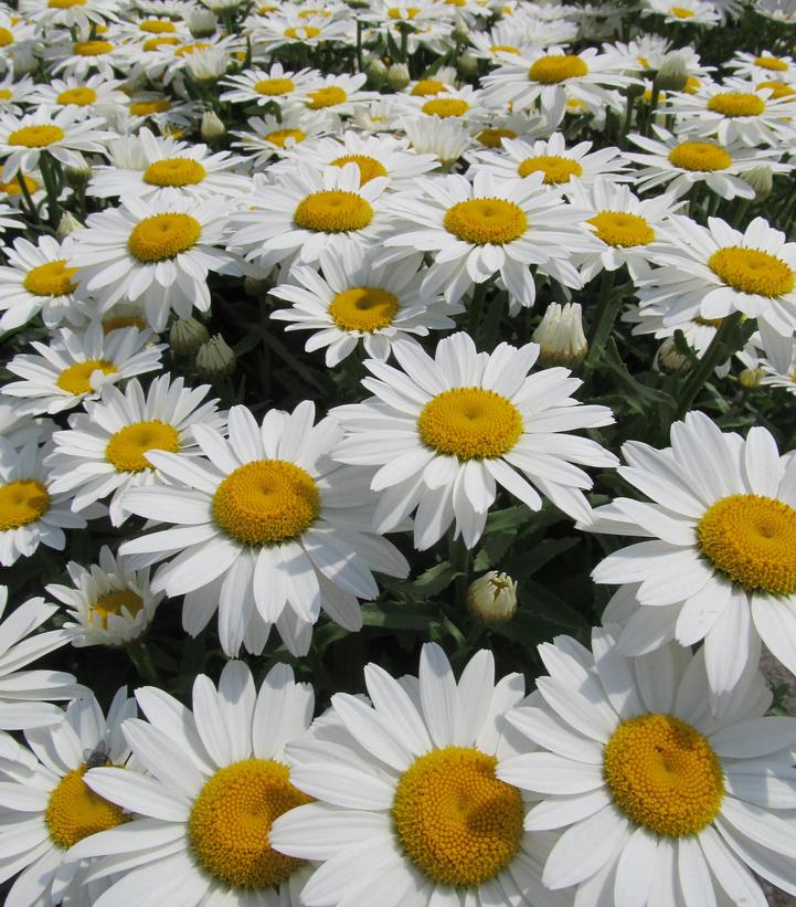Leucanthemum superbum 'Snowcap'