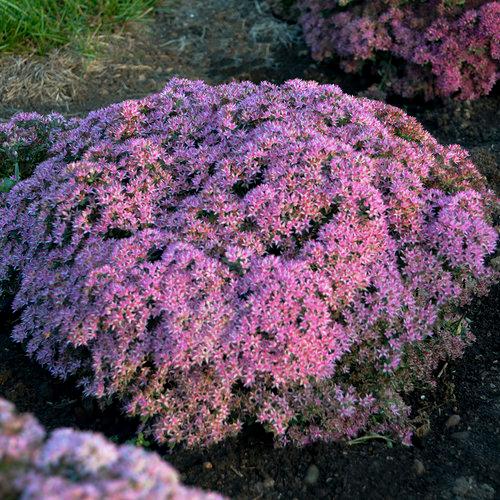 Sedum hybrid Rock 'N Round® 'Pride and Joy'