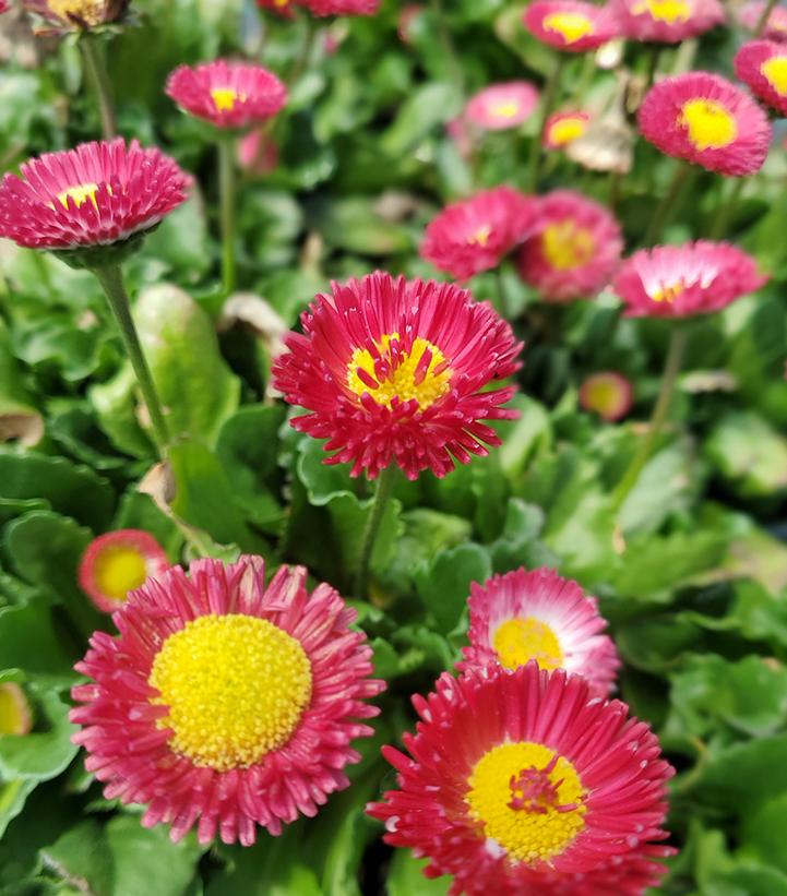 Bellis perennis Bellissima™ Red