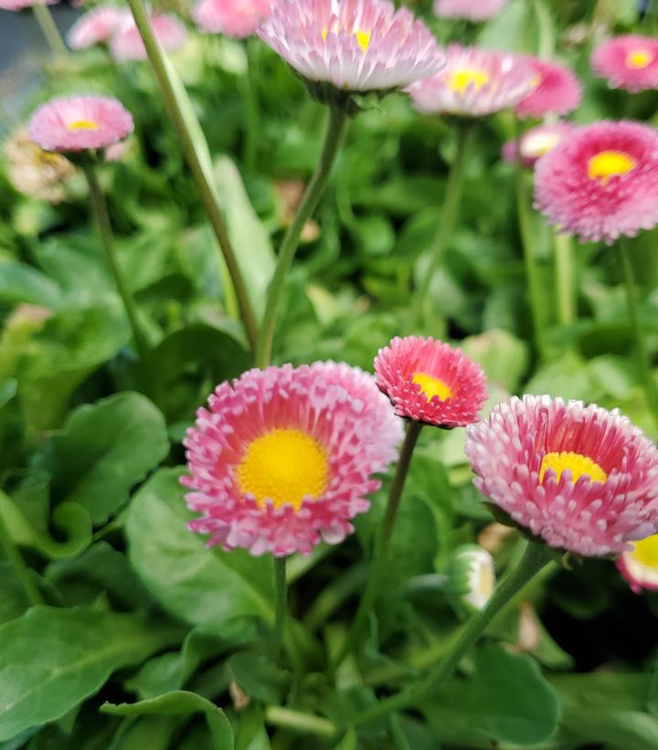 Bellis perennis Bellissima™ Rose