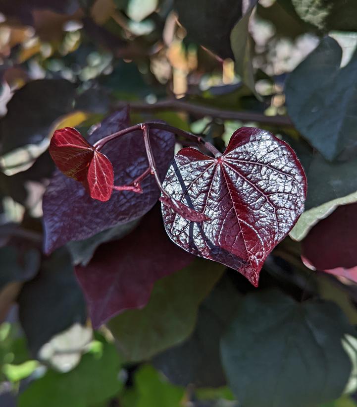 Cercis canadensis Black Pearl™