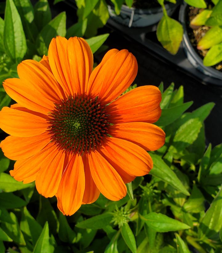Echinacea x Color Coded® Orange You Awesome