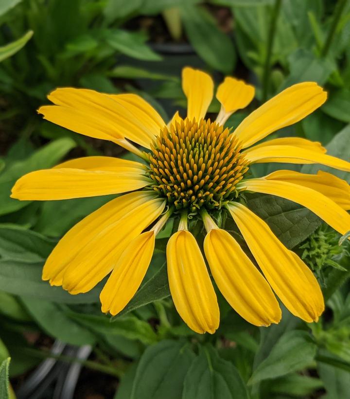 Echinacea x Color Coded® Yellow My Darling
