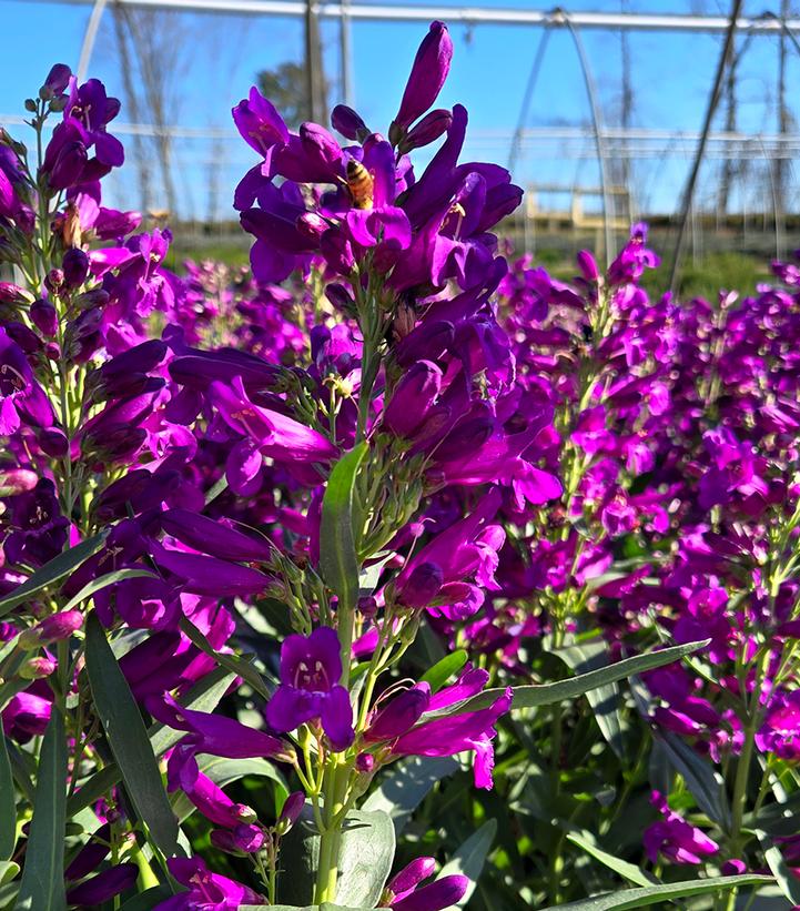 Penstemon barbatus Pristine Lilac Purple