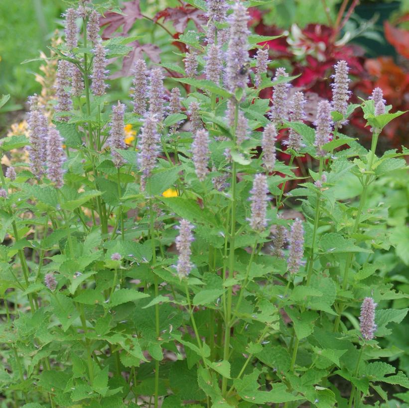 Agastache foeniculum 