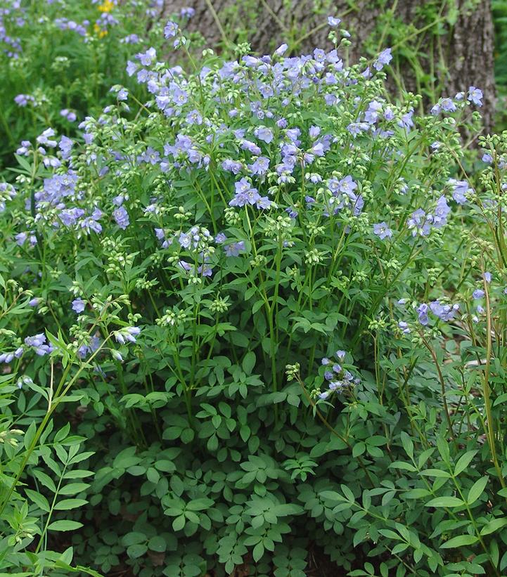 Polemonium reptans