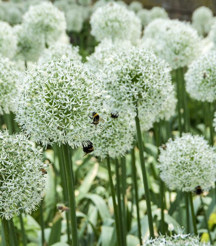 Allium 'Mount Everest'