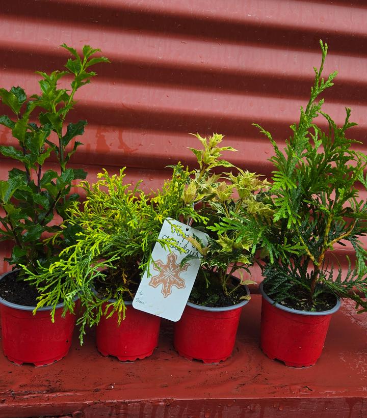 Holiday Combo Santa's Choice