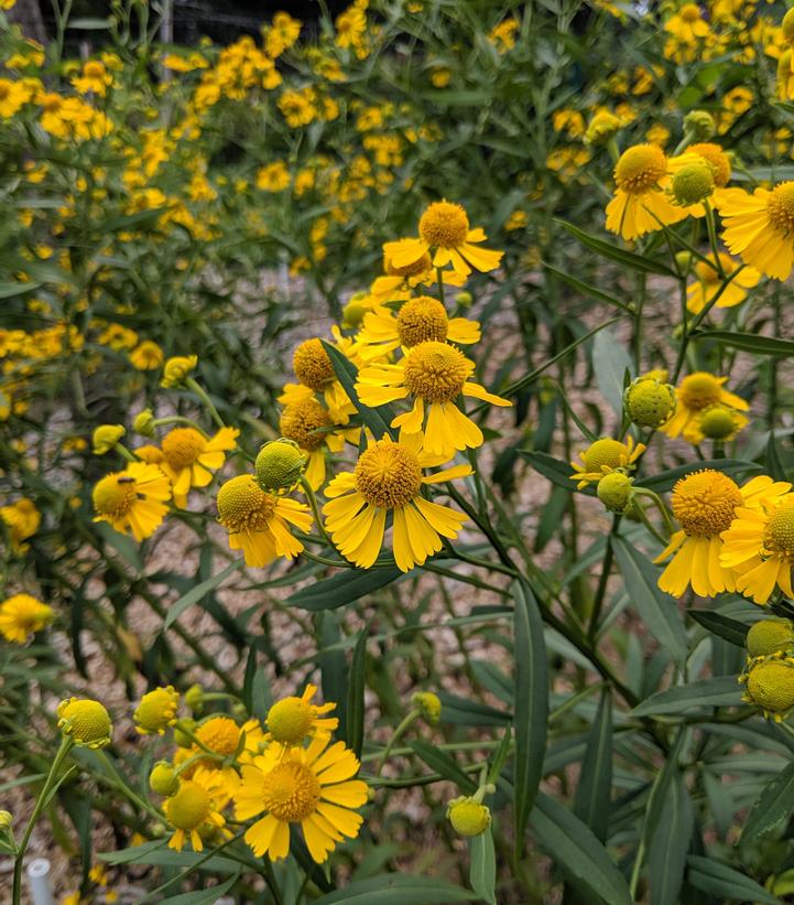 Helenium autumnale