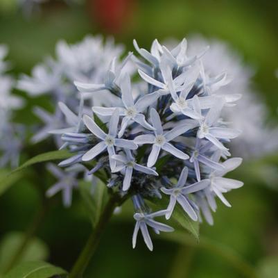 Amsonia tabernaemontana