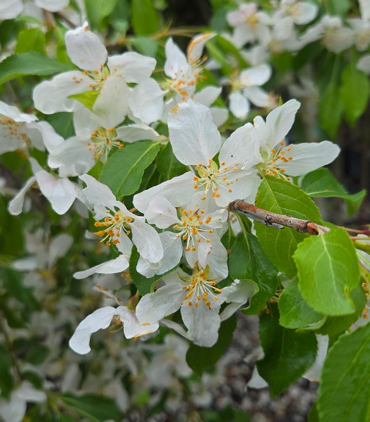 Malus X Red Jade