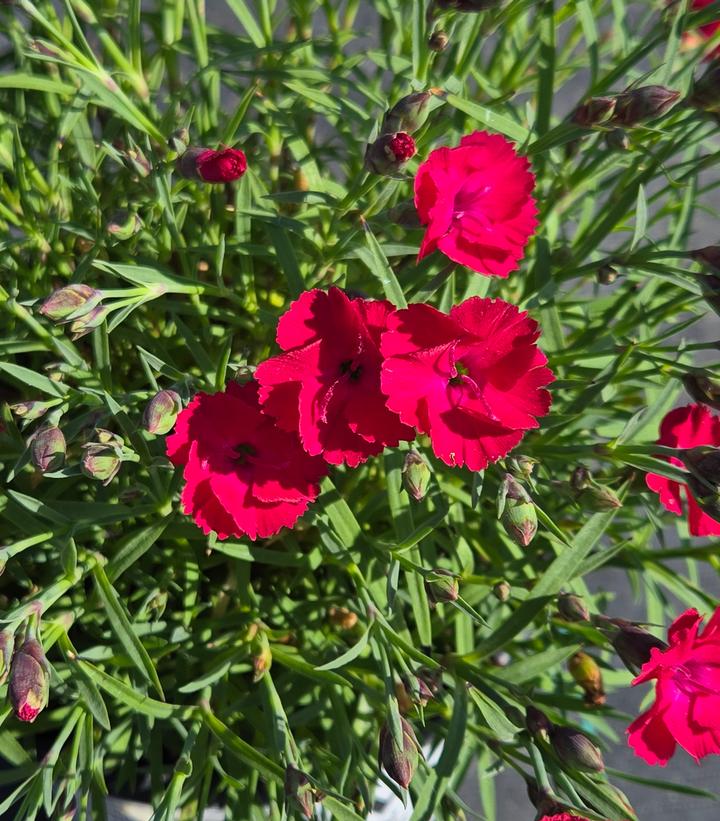 Dianthus x 'Paint the Town Red'