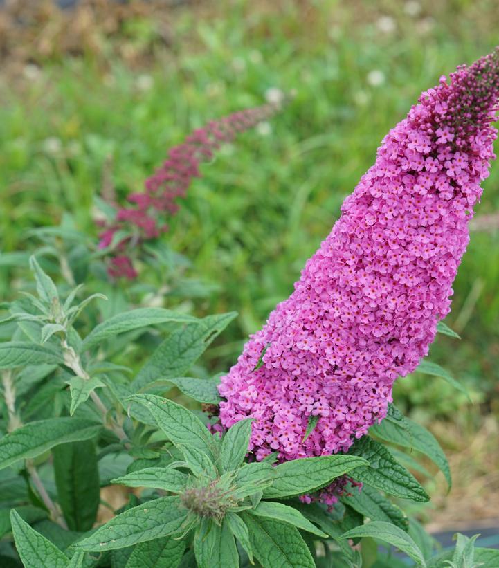 Buddleia x Pugster Pinker®