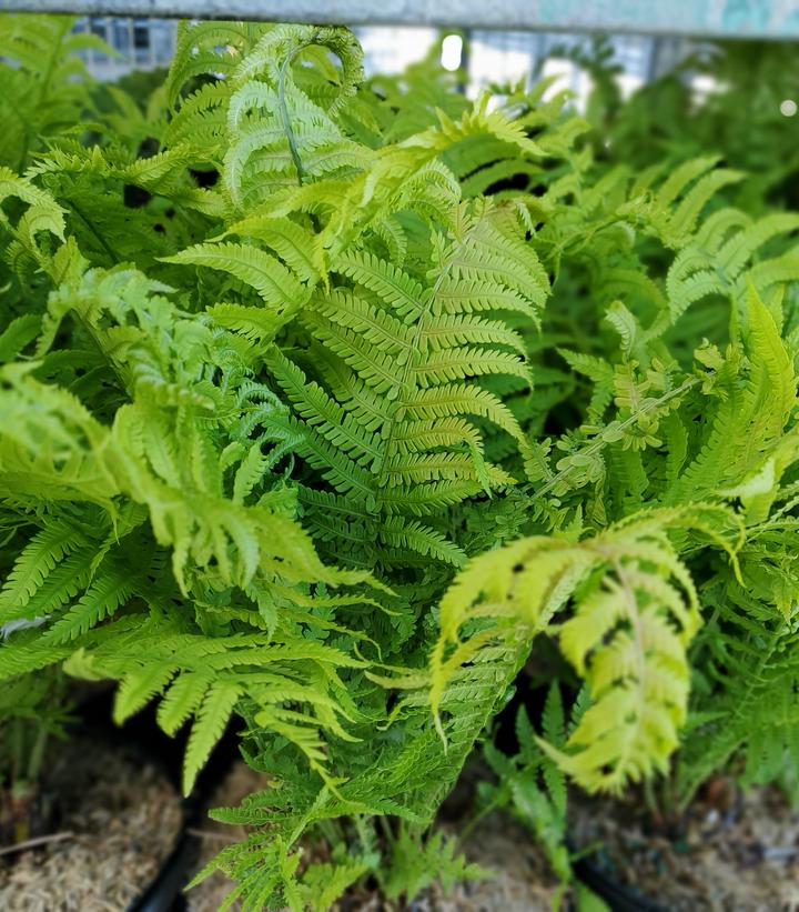 Matteuccia struthiopteris