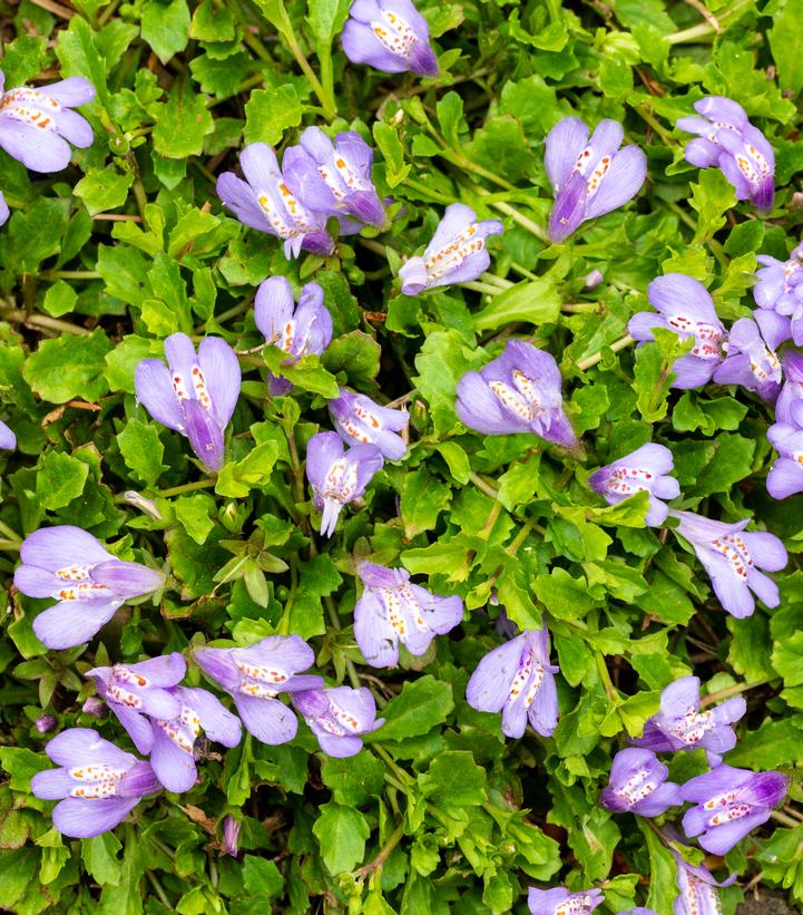 Mazus reptans 