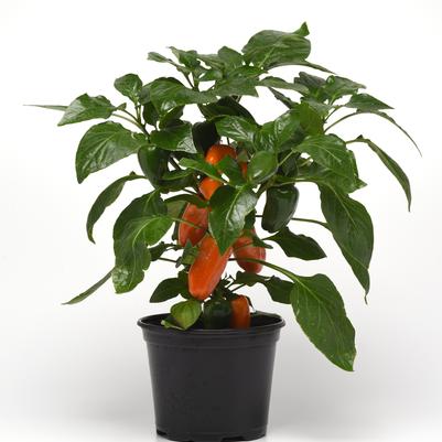 Pepper 'Fresh Bites Mix' (Sweet)
