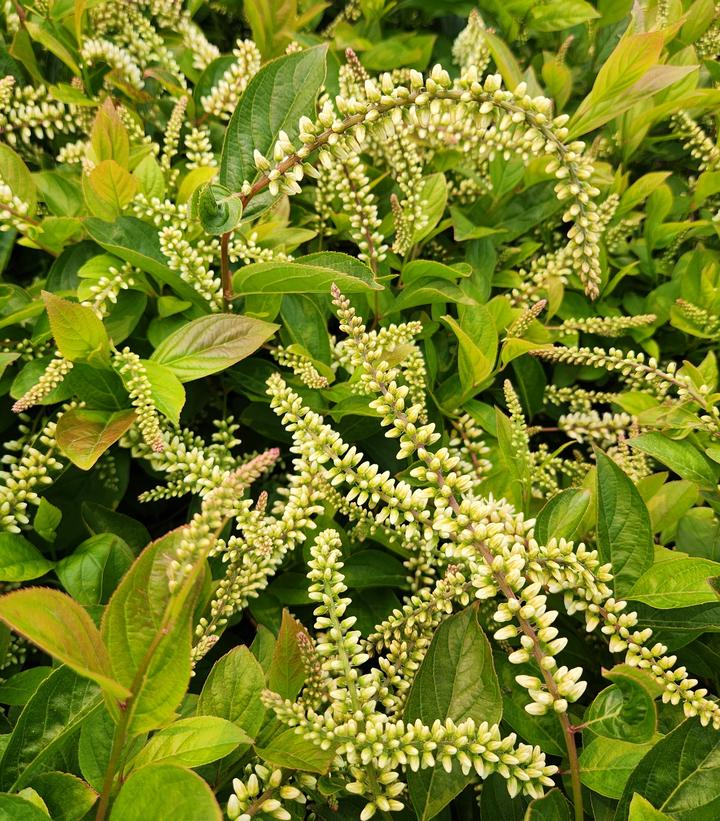Itea virginica Fountains of Rouge™
