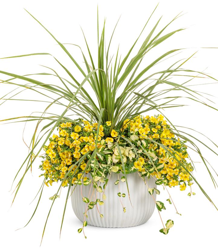 Dracena