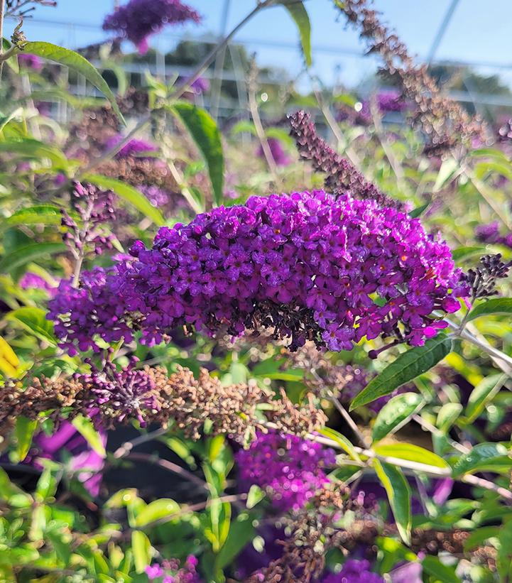 Buddleia davidii Groovy Grape™