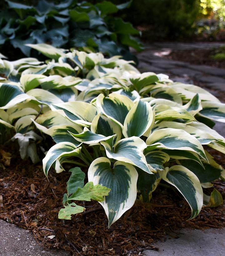 Hosta x 'Blue Ivory'