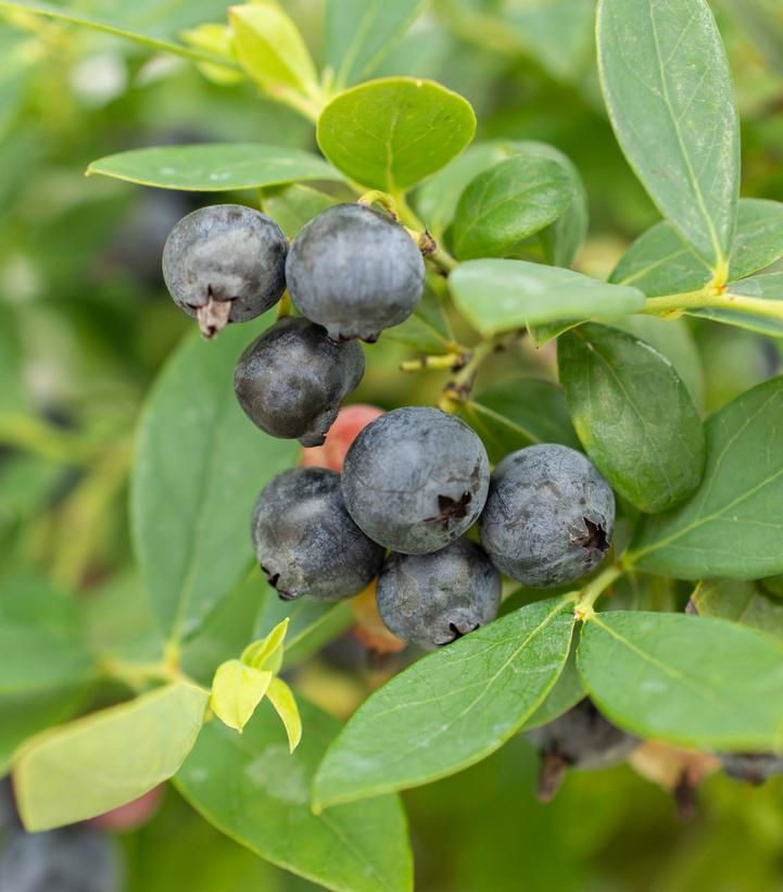 Vaccinium Sapphire Cascade