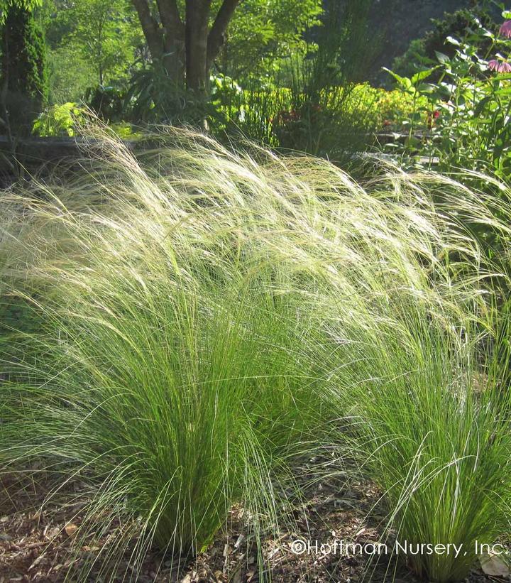 Nassella tenuissima