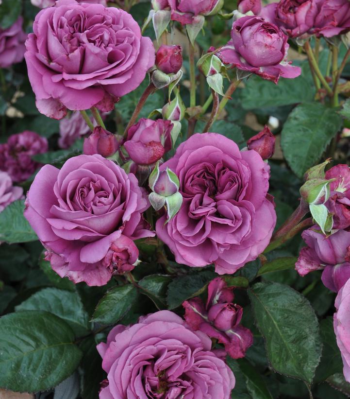 Rosa Plum Perfect Sunbelt®