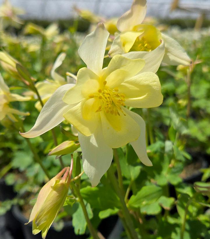 Aquilegia x Earlybird™ Yellow