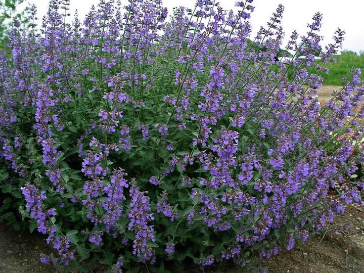 Nepeta Six Hills Giant