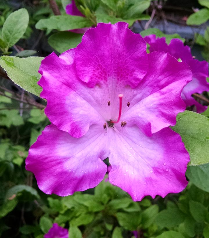 Azalea x 'Martha Hitchock'
