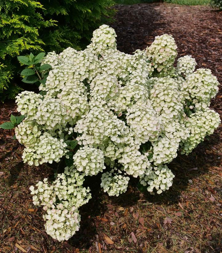 Hydrangea pan. Tiny Quick Fire®