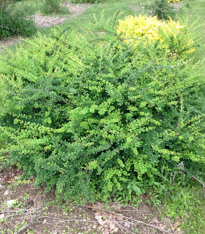 Berberis WorryFree® Mr. Green Genes®