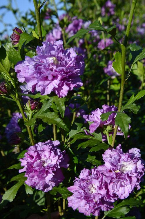 Hibiscus syriacus French Cabaret™