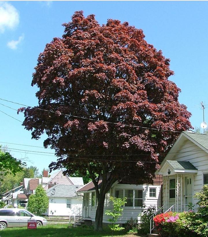 Acer palmatum 'Samurai Sword'