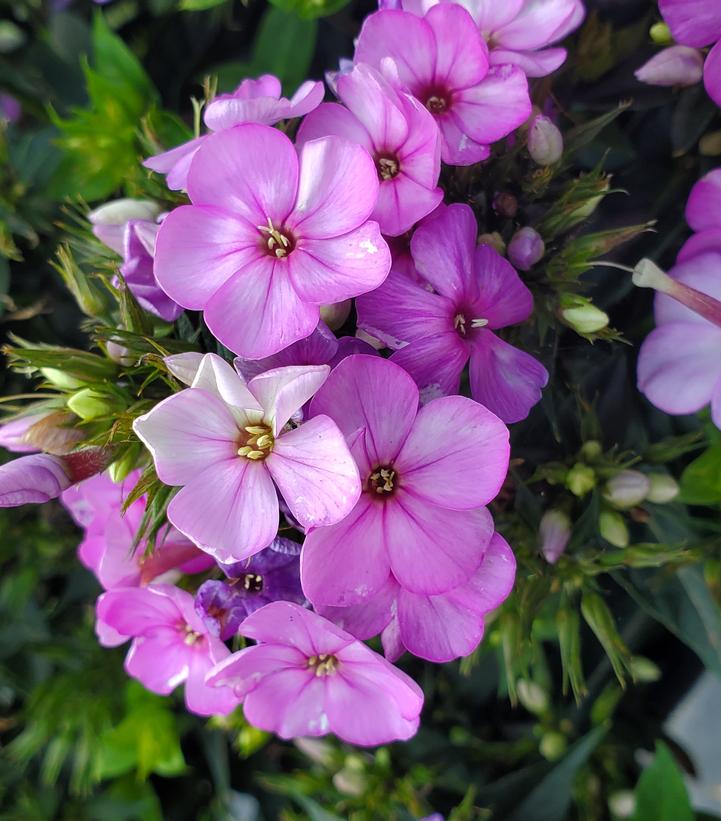 Phlox Volcano Plum with White Eye